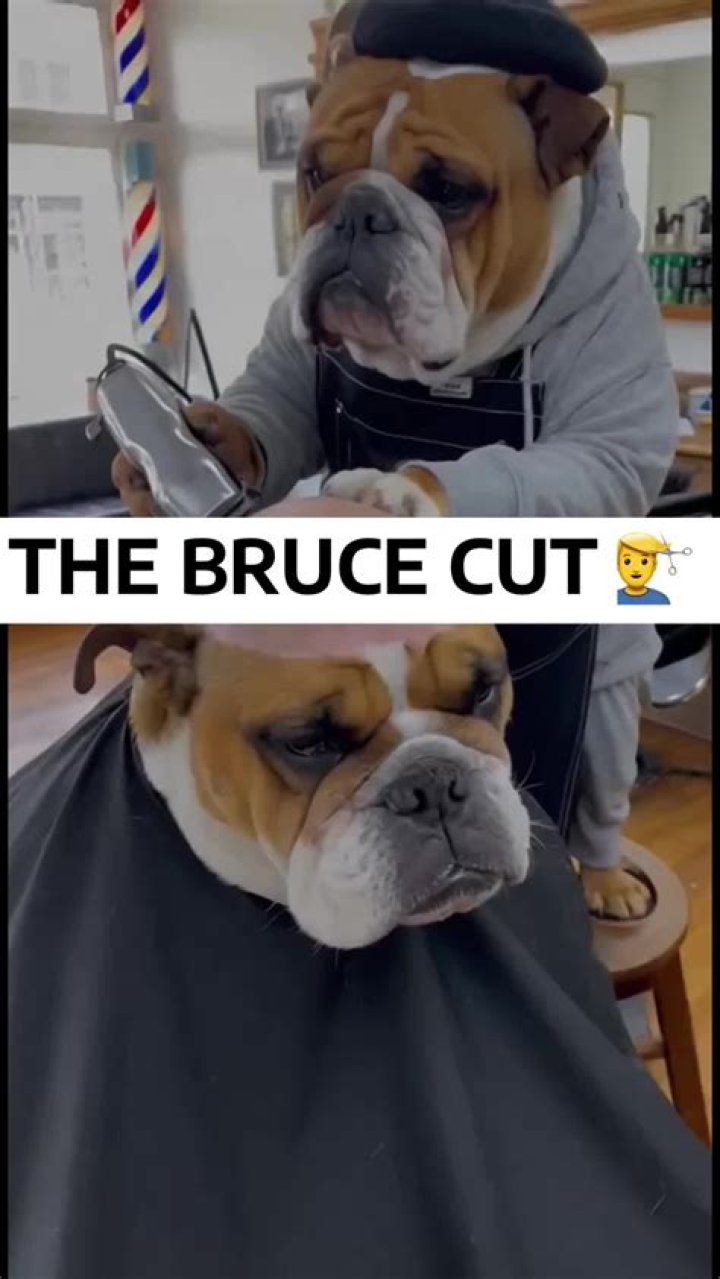 bruce cut