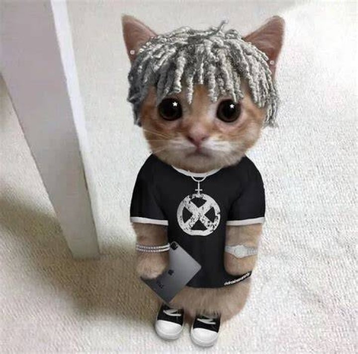 Destroy Lonely Pets