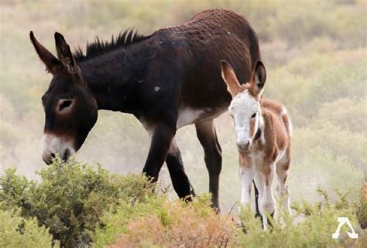 Donkeys
