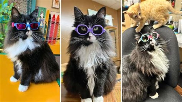 Interview With Truffles the Kitty Children’s Vision Ambassador, Philanthropist, and Eyewear Fashion Icon