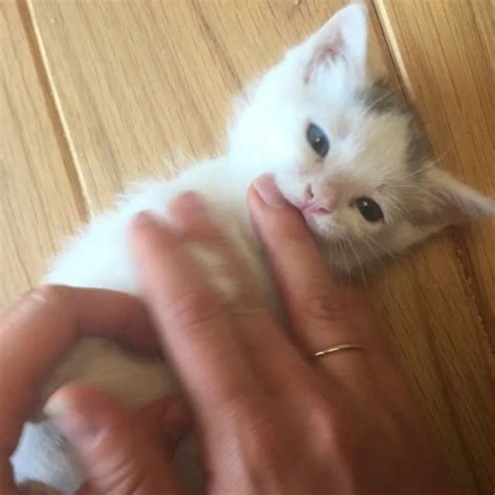 Jane Levy Pets