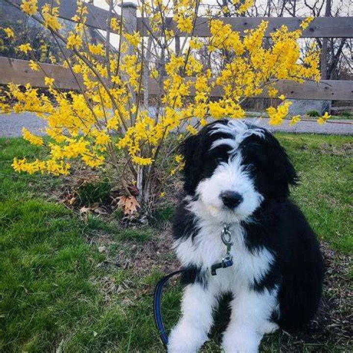 Lara Jean Chorostecki Pets