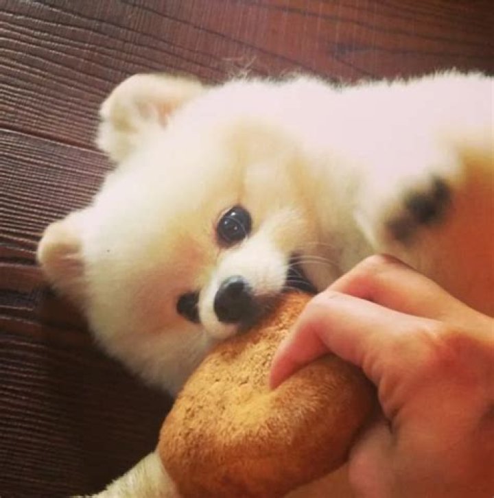 Lee Byung Hun Pets