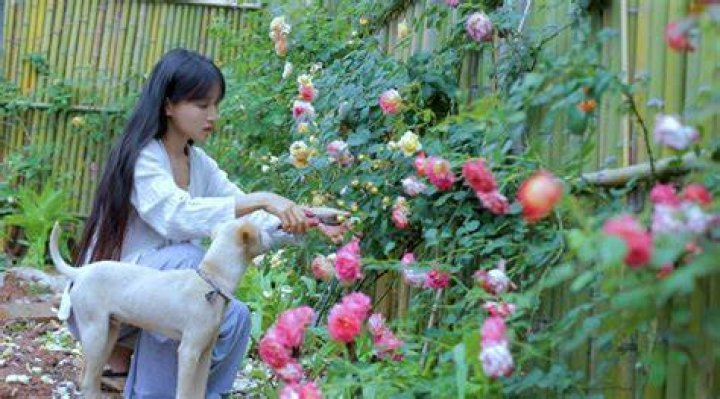 Li Ziqi Pets