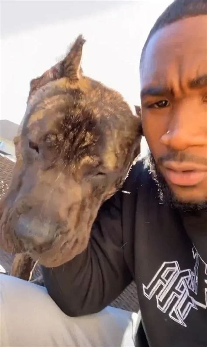 Miles Sanders Pets