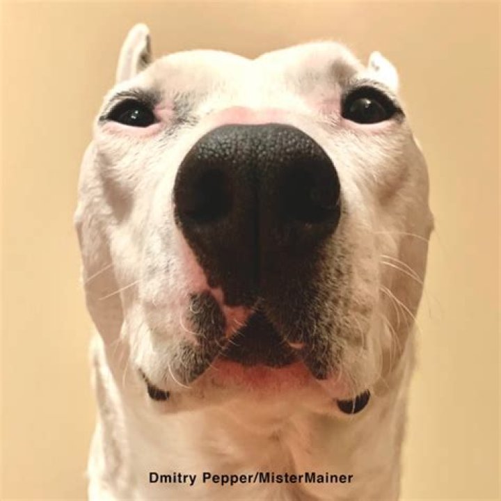 MisterMainer's pet Biscuit