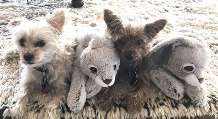 Steven Tyler Pets