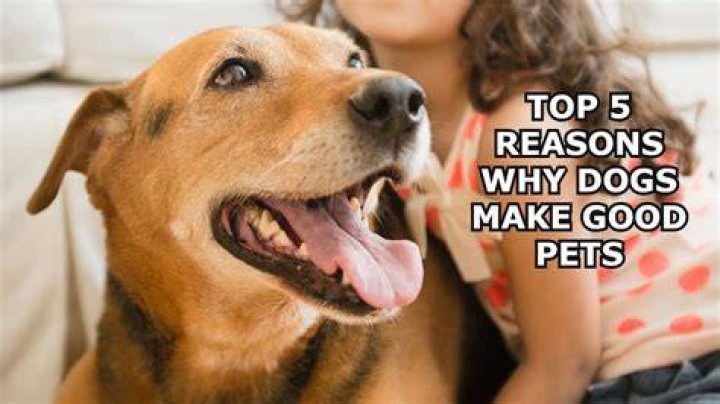 Top 5 Reasons Pets Make Winter Better